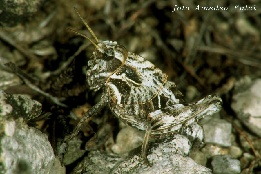 Variabilit cromatica in Ocneridia nigropunctata